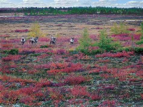 Wildlife/Eco Experiences of Untouched Northern Manitoba Canada