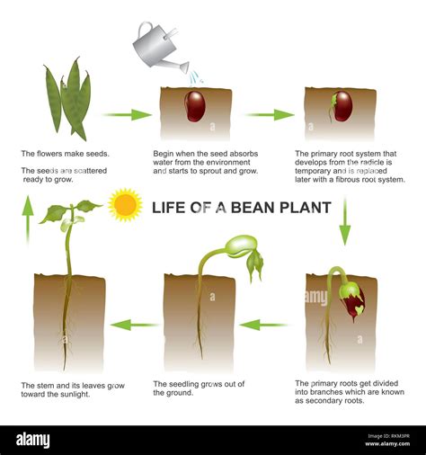 Seed germination is a process by which a seed embryo develops into a seedling. It involves the ...