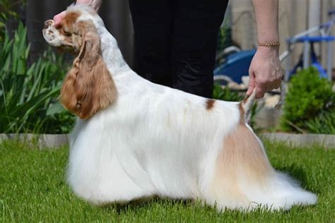 Six Steps You Should Take In Cocker Spaniel Potty Training