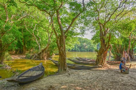 HD wallpaper: bangladesh, landscape, nature, forest, green, mangrove ...