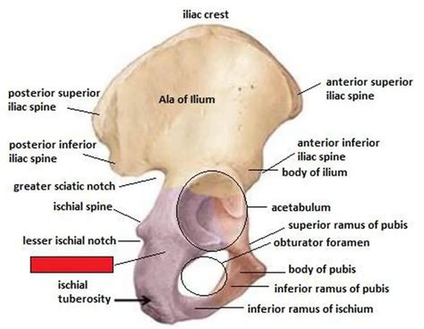 Pictures Of Body Of The Ischium