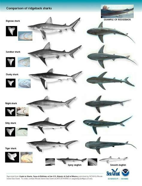 the different types of sharks are shown in this poster, which includes ...