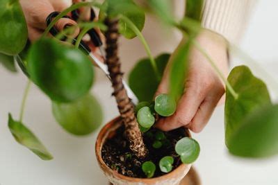 How To Propagate Hoya Plants | Step By Step Guide