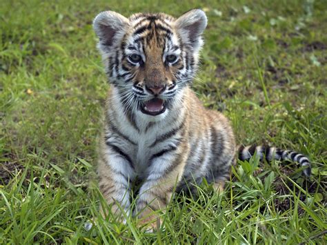 Bengal Tiger | Tiger cub, Bengal tiger and Tigers