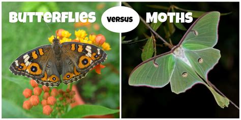 Differences Between Butterflies and Moths – Butterfly Lady