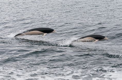 The southern right whale dolphin looks like a torpedo - Australian Geographic