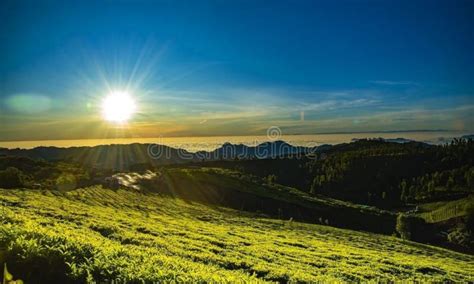 Sunrise of Tea Plantation in Ooty Stock Photo - Image of tamilnadu ...