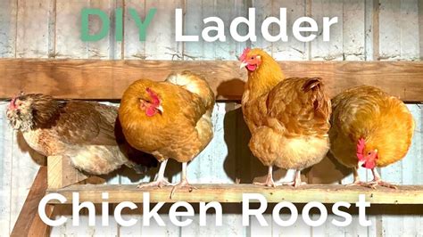 Build a chicken roost in under 30 minutes | Round or Flat Roosting Bars ...