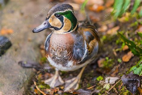 Baikal Teal Duck — Stock Photo © kwiktor #37661033