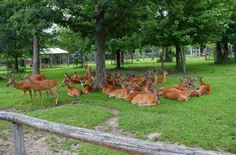 Wisconsin Deer Park, Wisconsin Dells | Wisconsin dells, Wisconsin ...