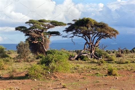 Savanna landscape kenya africa containing amboseli, nayional, and park | Nature Stock Photos ...