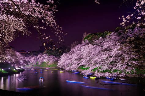 Tokyo Sakura Season 2023: Best Spots to See Cherry Blossoms in Tokyo 2023