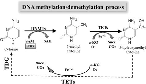 DNA methylation and demethylation process. DNA methylation occurs at... | Download Scientific ...