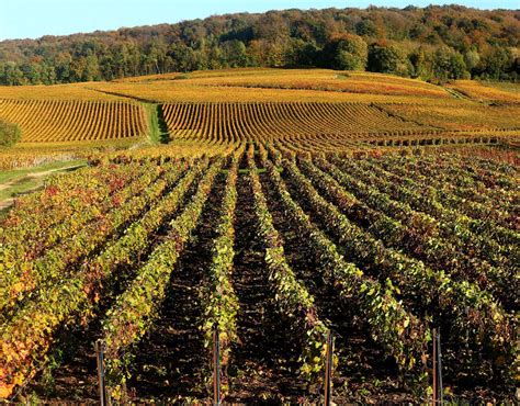 Champagne vineyards in Mailly-Champagne near Reims, eastern France | New UNESCO World Heritage ...