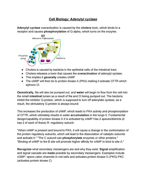 Cell Biology Adenylyl cyclase - Cell Biology: Adenylyl cyclase Adenylyl cyclase overactivation ...