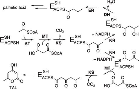 Biosynthesis of palmitic acid and TAL by FAS-B. Abbreviations: AT, acyl ...