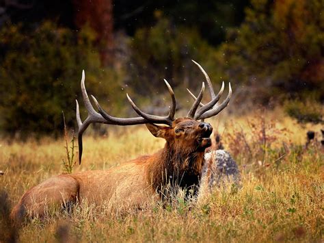 Spider Bull Elk Desktop Background