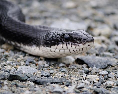 Black rat snake | Calypso Photography