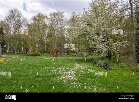 Amazing Spring flowers at South Park in city of Sofia, Bulgaria Stock Photo - Alamy