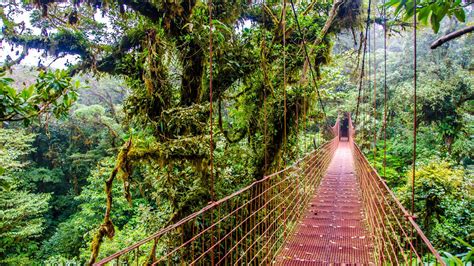 Hotéis em Monteverde a partir de R$ 42/noite - Pesquise no KAYAK