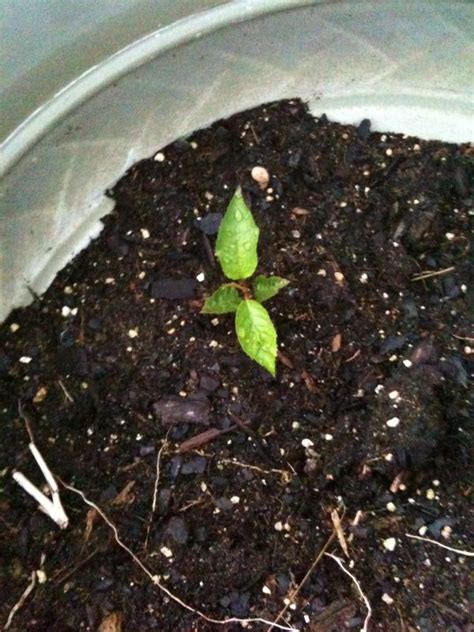 Can You Start A Cherry Tree From Seed | Home and Garden Reference