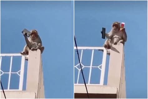 Viral Video: Mischievous Monkey Runs Away With a Smartphone & Plays With It, Then Does This ...