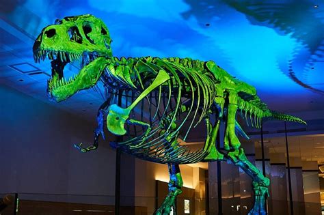 Visiting SUE the T. rex: What to Know Before You Go - Field Museum