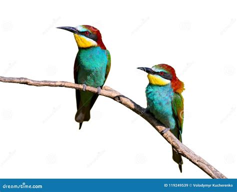 Two European Bee Eaters with Exotic Colors Stock Image - Image of closeup, color: 119249539