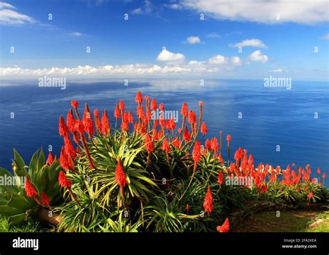 Red flowers in Madeira Stock Photo - Alamy