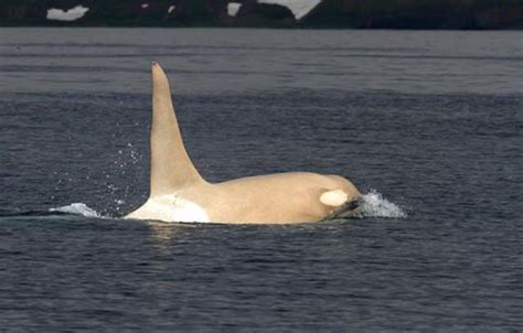 Rare all-white orcas sighted off the Russian coast (PHOTOS) | Whales and Dolphins | Earth Touch News