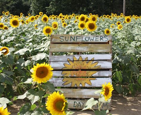 SUNFLOWERS, IT'S FALL Y'ALL | House of Leo Blog