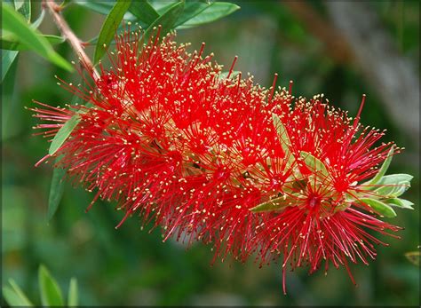 Bottlebrush Tree | Butterfly plants, Australian flowers, Red blossoms