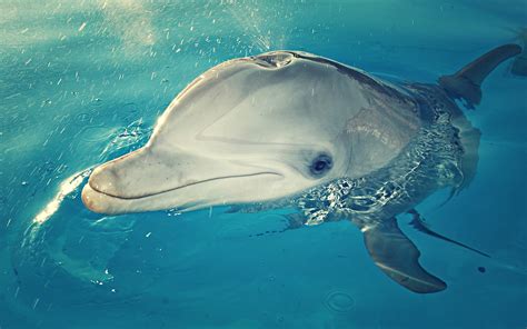 Dolphin HD Wallpaper | Background Image | 1920x1200 | ID:376503 - Wallpaper Abyss