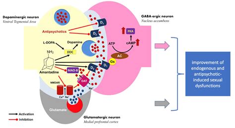 Pharmaceuticals | Free Full-Text | Amantadine in the Treatment of Sexual Inactivity in ...