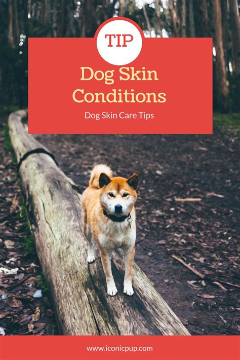 Dog skin conditions can be problematic to diagnose and even more problematic to resolve. | Dog ...