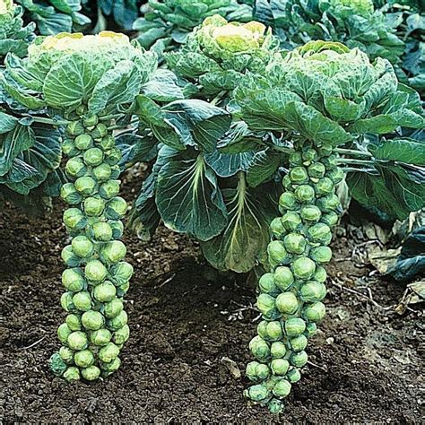 Brussels Sprouts Trivia from Daily Harvest Express