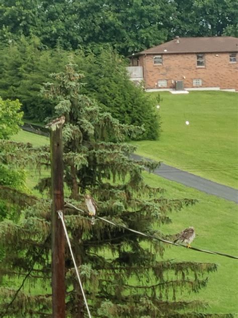 What kind of hawks are these? Western Pennsylvania : r/whatsthisbird