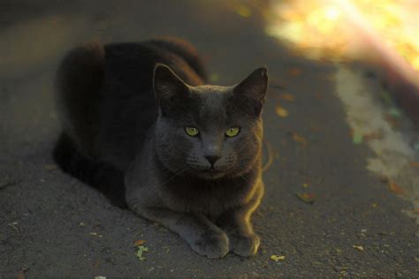 Free stock photo of british cat, short hair cat
