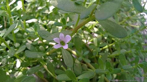 Brahmi is an easy to grow garden herb in India