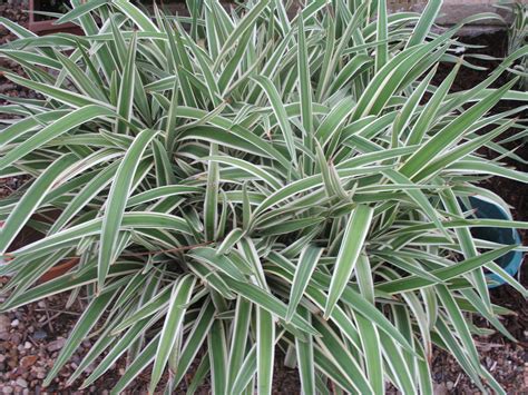 Dianella Tasmanica Variegated Flax Lily | garden ideas and plants | Pinterest | Plants, Gardens ...