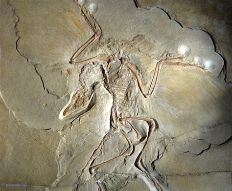 Archaeopteryx Fossil Provides Insights Into The Origins of Flight