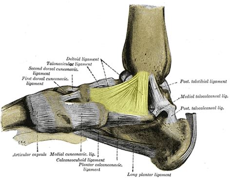 Deltoid Ligament Injury