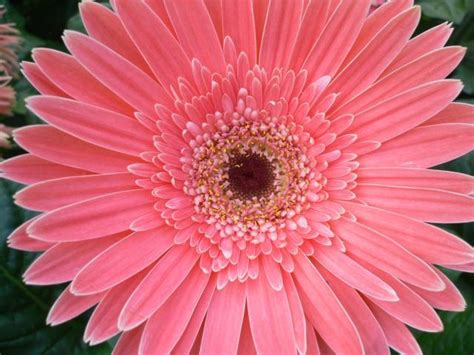 beautiful pink daisy flowers.jpg Hi-Res 1080p HD