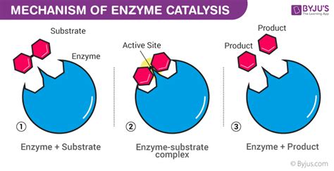 Enzyme Catalyst - Definition, Characteristics, Types, Catalysis Mechanism, Examples