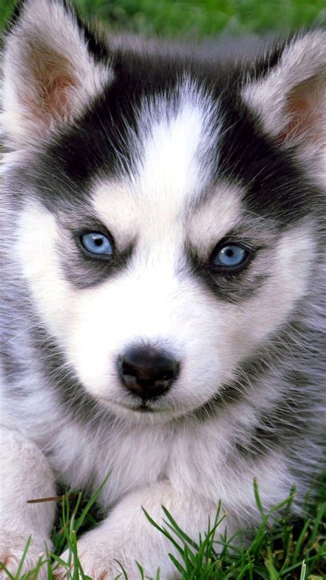 Husky Puppies Wallpapers - Top Free Husky Puppies Backgrounds ...