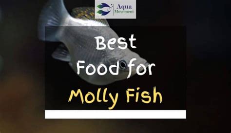 Best Fish Food for Mollies - Top 5 Review | Aqua Movement