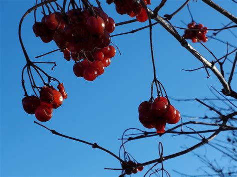 Wild Ones: Native Berries Attract Winter Wildlife - Door County Pulse