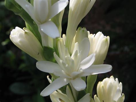 Tropical Delights: Tuberose Plant Care