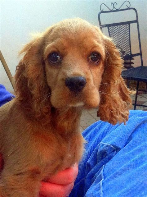 Meet Phebe: An Adorable Cocker Spaniel Ready for Adoption