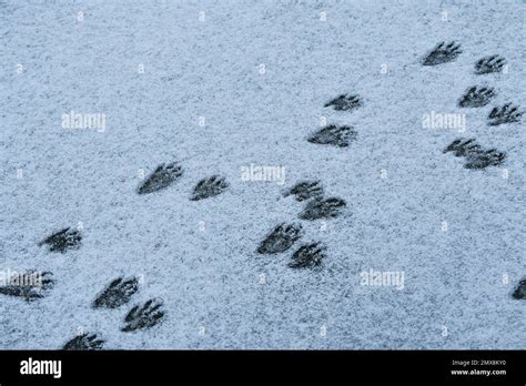 Raccoon footprint tracks in snow Stock Photo - Alamy